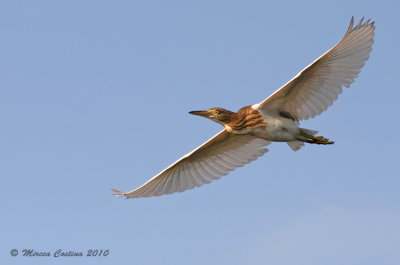 Squacco Heron, Crabier chevelu (Ardeola ralloides)