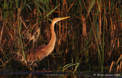 Purple Heron, Héron pourpré ( Ardea purpurea )