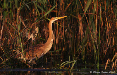 Purple Heron, Hron pourpr ( Ardea purpurea )