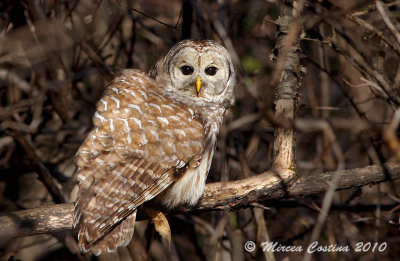 Barred-Owl, Chouette raye (Strix-varia)