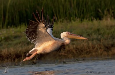 White Pelican, Pélican Blanc (Pelicanus onocrotalus)