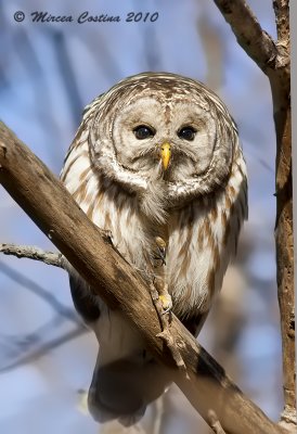 Barred-Owl, Chouette raye (Strix-varia)
