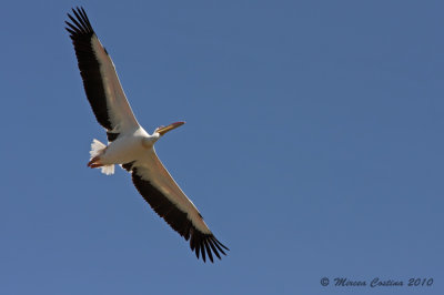 White Pelican,  Pélican Blanc (Pelicanus onocrotalus)