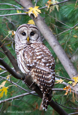 Barred-Owl, Chouette raye (Strix-varia)