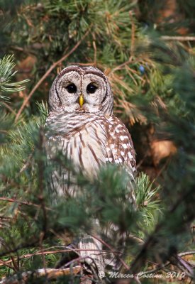 Barred-Owl, Chouette raye (Strix-varia)