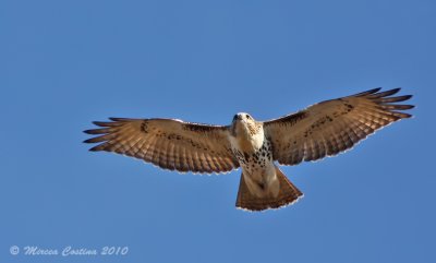  Red-tailed Hawk , Buse  queue rousse ( Buteo jamaicensis )