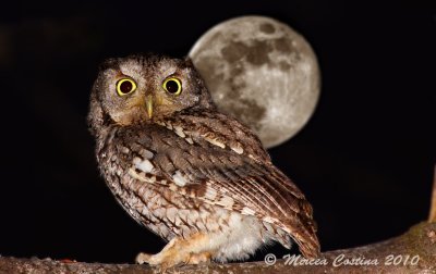 Eastern Screech-Owl, Petit-duc macul (Megascops asio)