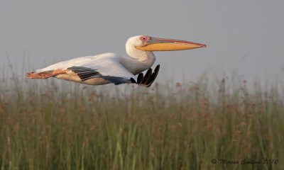 White Pelican (Pelicanus onocrotalus) in flight