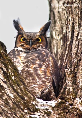 Great Horned Owl,Grand-duc d'Amrique (Bubo virginianus)