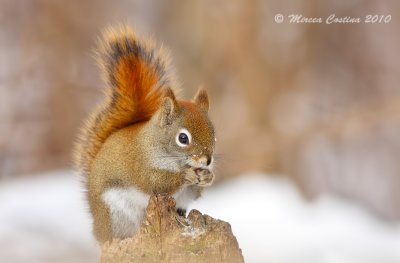 North American red squirrel, Écureuil roux américain (Tamiasciurus hudsonicus)