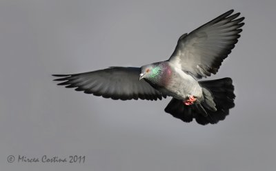 Rock Pigeon (Columba livia) in flight
