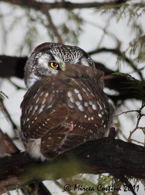 Boreal owl, Nyctale de Tengmalm (Aegolius funereus)