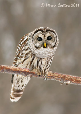 Barred-Owl, Chouette raye (Strix-varia)