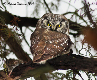 Boreal owl, Nyctale de Tengmalm (Aegolius funereus)