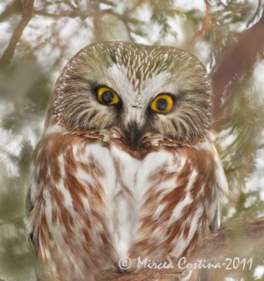 Northern Saw-whet Owl , Petite Nyctale ( Aegolius acadicus )