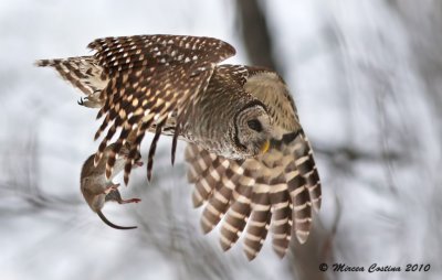 Barred-Owl, Chouette raye (Strix-varia) and wild rat