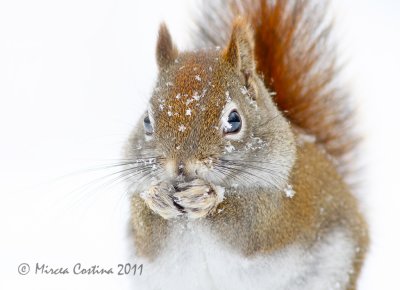 North American red squirrel (Tamiasciurus hudsonicus) in winter