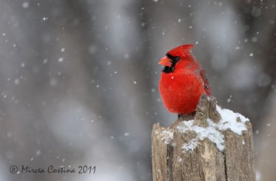 Northern Cardinal (Cardinalis cardinalis) in winter