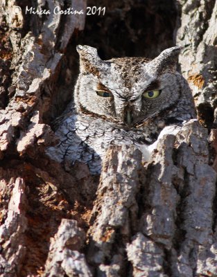 Eastern Screech Owl, Petit-duc macul (Megascops asio)