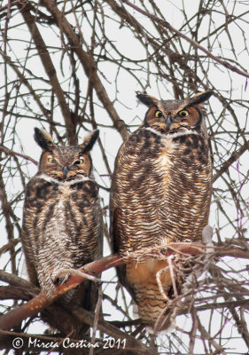 Pair of Great Horned Owl,Grand-duc d'Amrique (Bubo virginianus)