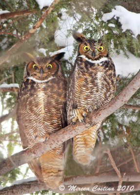g.h.owl