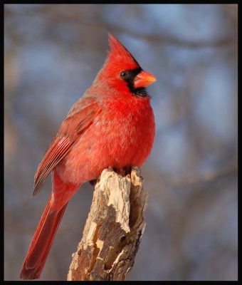 Northern-Cardinal  38 m