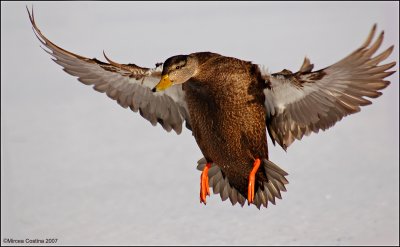 Black-duck-landing