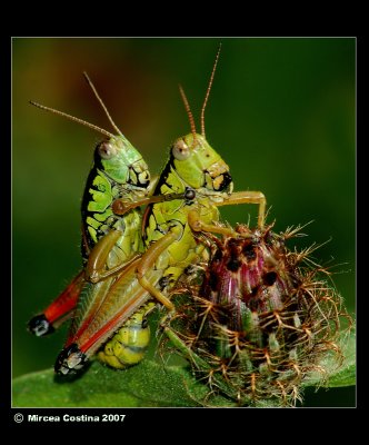 grasshopper-in-love3.jpg