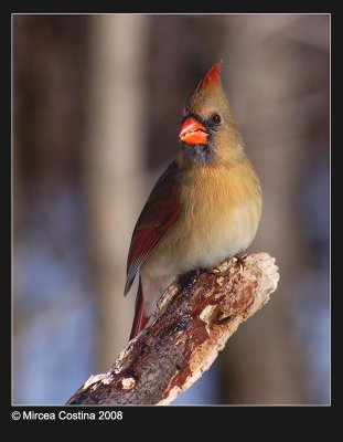 Northern-Cardinal