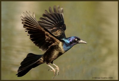 Common Grackle ( Quiscalus quiscala )