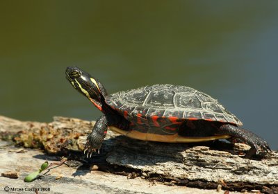 The Painted Turtle (Chrysemys picta)