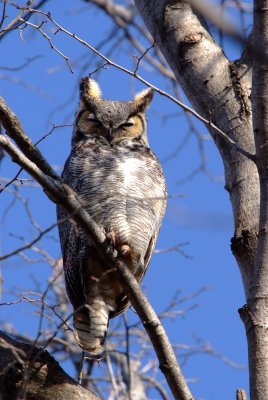 Great Horned Owl