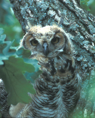 Juvenile Great Horned Owl
