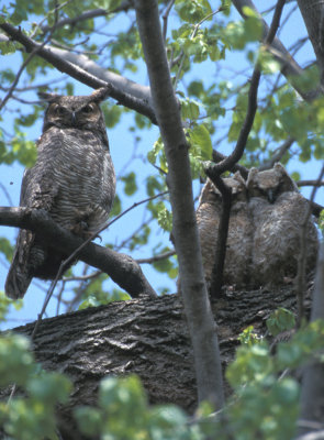 Great Horned Owl Family