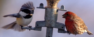 Black Capped Chickadee & House Finch