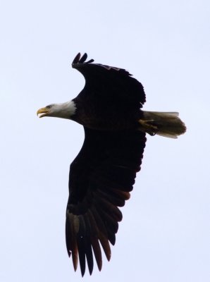 eagles