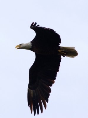 Bald Eagle in Flight