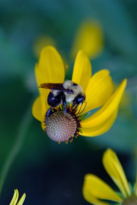 bees__flowers