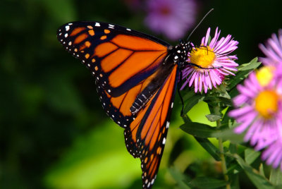 Monarch on Aster