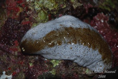 Coral and unknown creature.JPG