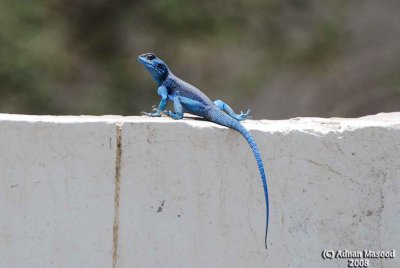 Blue Lizard.jpg