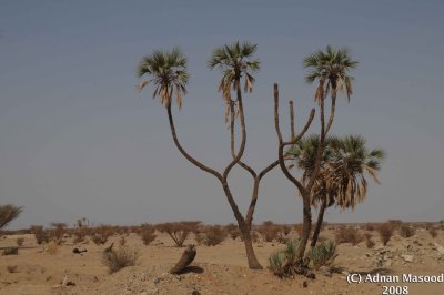 001-Wahba Crater.jpg