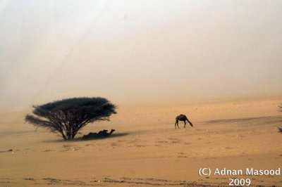 Sandstorm_02.jpg