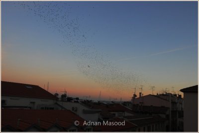 Sunset and Birds.jpg
