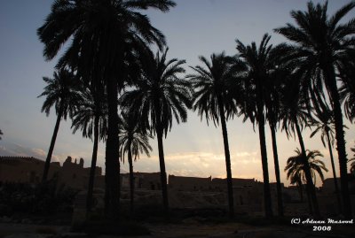 27-Diriyah under Palm.JPG