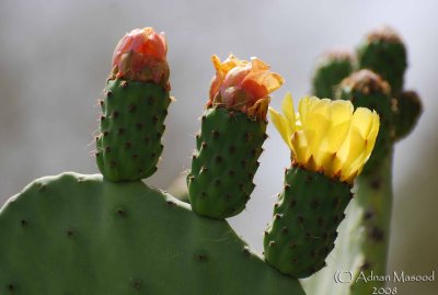 01 - Cactus flowers - May 08.JPG