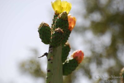 02 - Cactus flowers - May 08.JPG