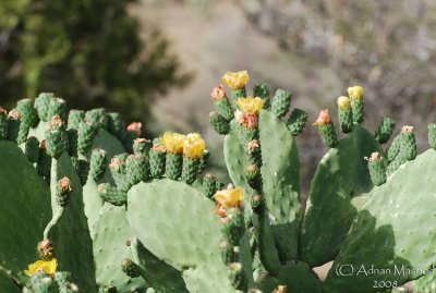 03 - Cactus flowers - May 08.JPG