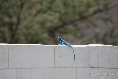 12 - Blue Lizard in Hadda - May 08.jpg