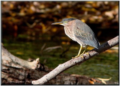 Hron vert ( Green Heron )